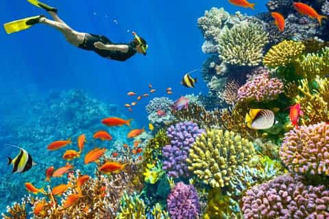 Snorkeling trip in Tiran Island by Boat in Sharm El Sheikh